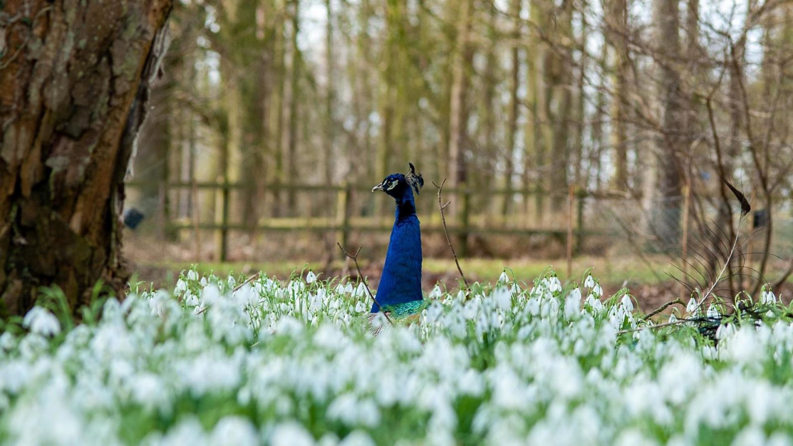 Peacock in a field of snowdrops at Markshall, Essex